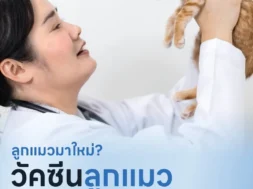 ลูกแมวมาฉีดวัคซีนที่โรงพยาบาลสัตว์ Better Pets พัทยา