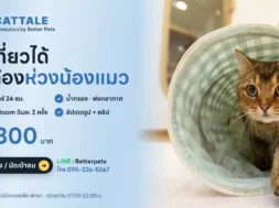 โรงแรมแมว CATTALE ที่โรงพยาบาลสัตว์ Better Pets พัทยา