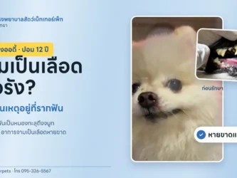 น้องออดี้ ปอมเมอเรเนียนอายุ 12 ปี เคสจามเป็นเลือด