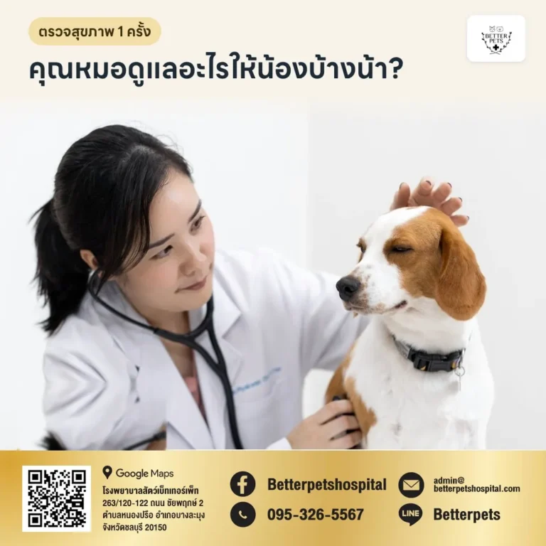 คุณหมอตรวจร่างกายและฟังเสียงหัวใจสุนัข ตรวจสุขภาพประจำปี