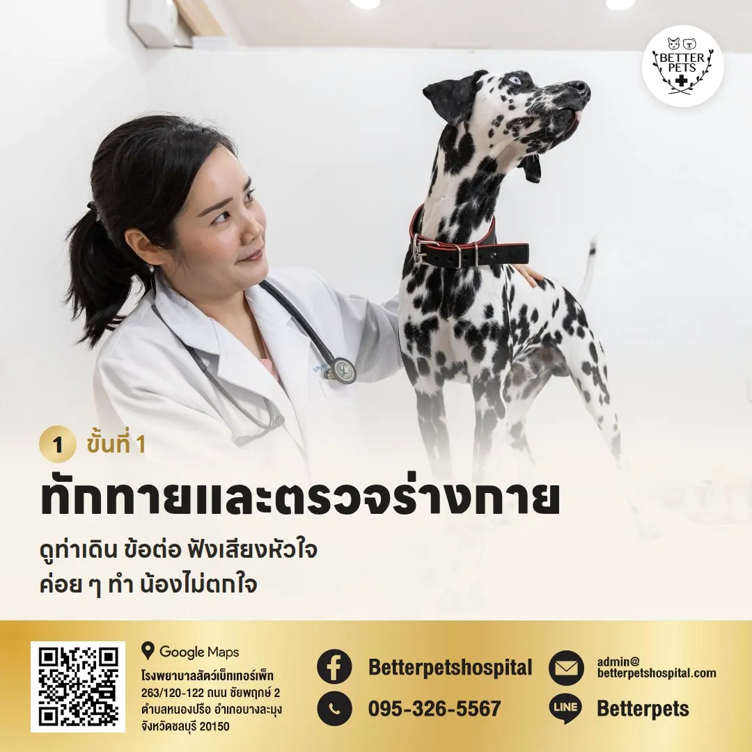 คุณหมอตรวจร่างกายและฟังเสียงหัวใจสุนัข