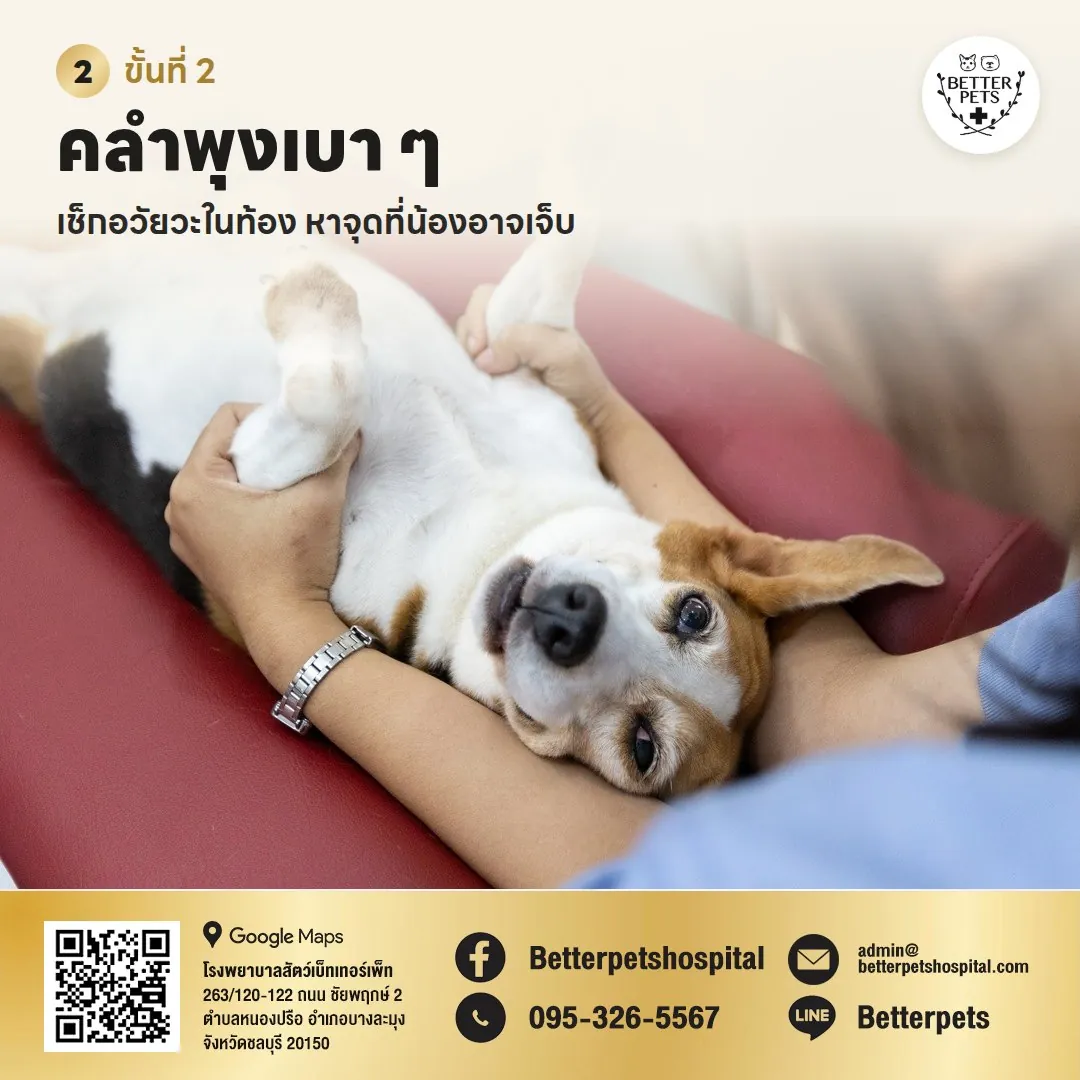 คลำท้องสุนัขเช็กอวัยวะภายใน