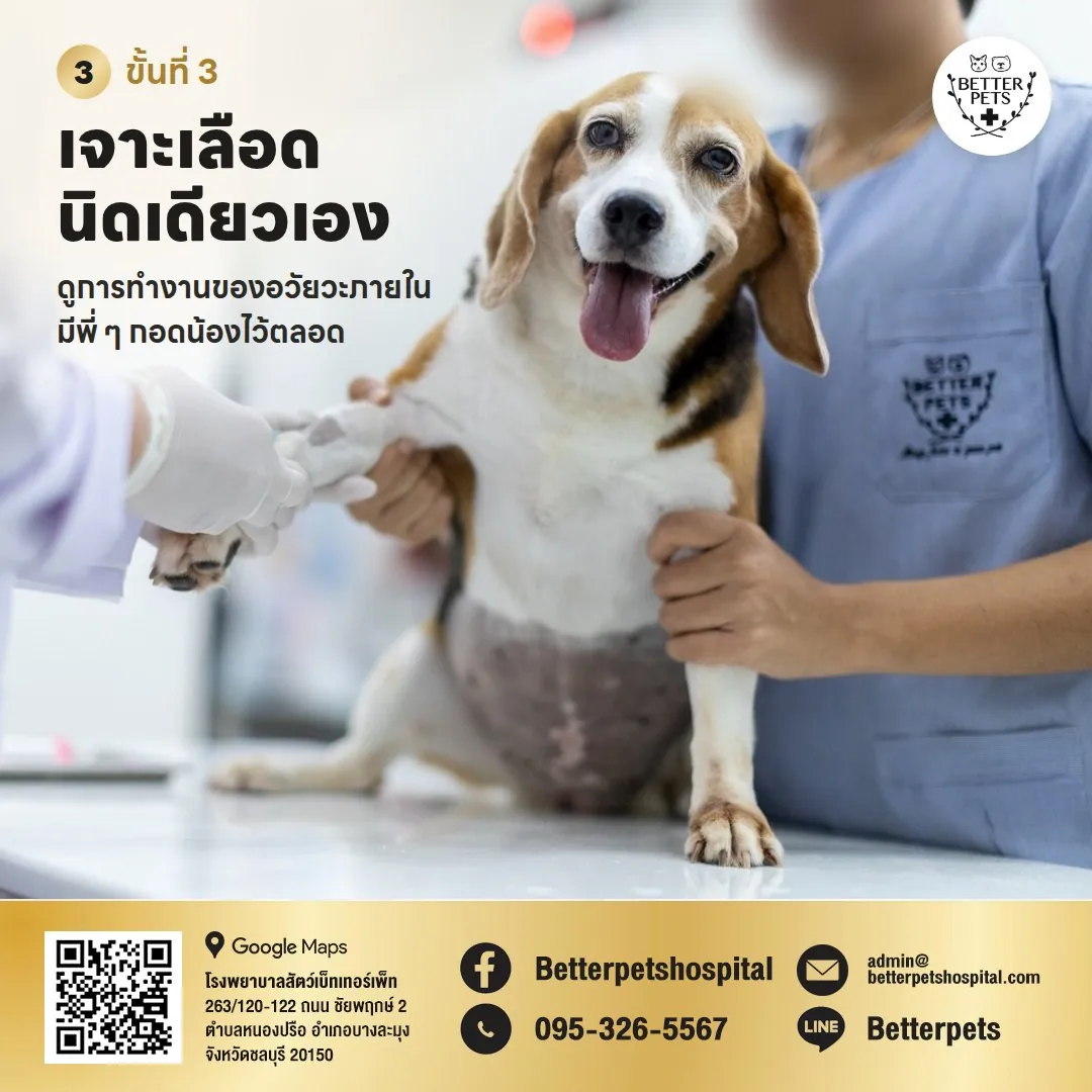 เจาะเลือดสุนัขตรวจสุขภาพประจำปี