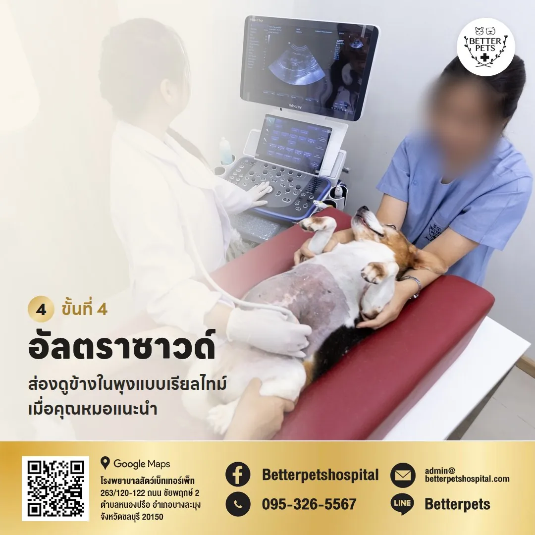 อัลตราซาวด์ช่องท้องสุนัข