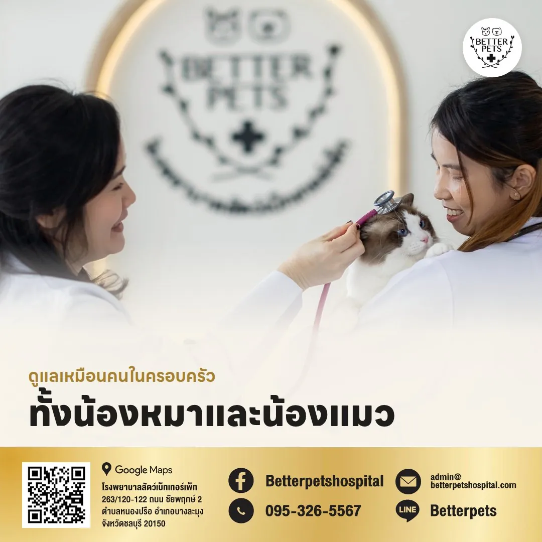 คุณหมอตรวจสุขภาพแมวที่ Better Pets พัทยา