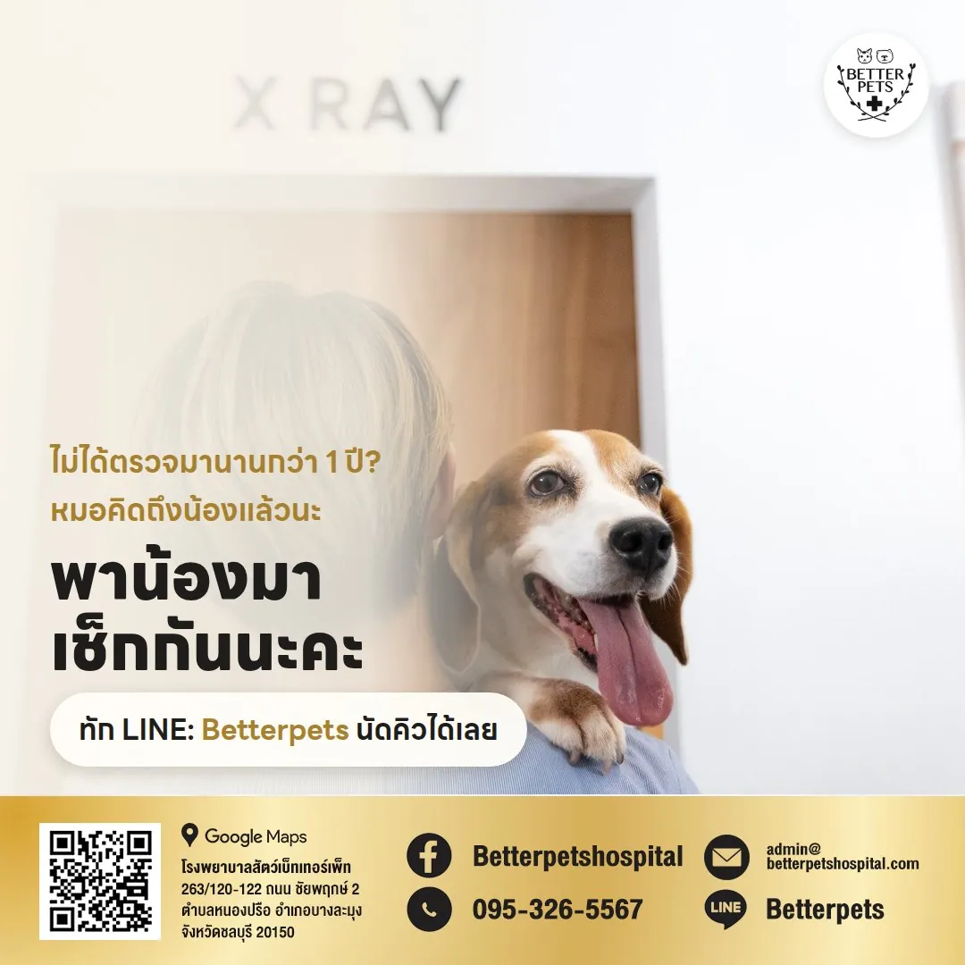 นัดตรวจสุขภาพสัตว์เลี้ยงทาง LINE Betterpets