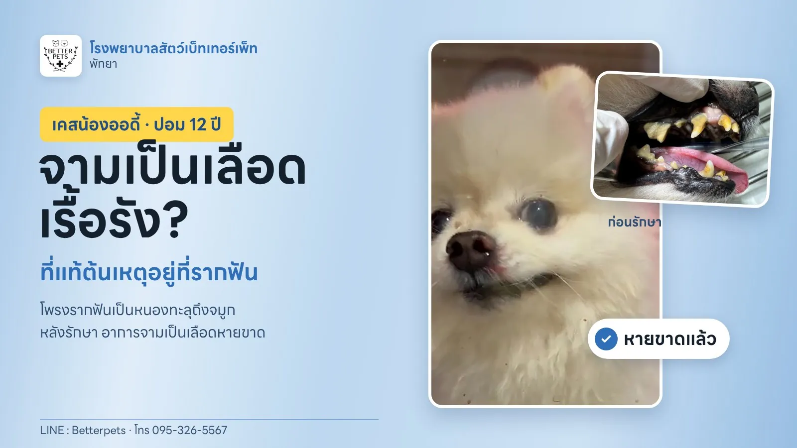น้องออดี้ ปอมเมอเรเนียนอายุ 12 ปี เคสจามเป็นเลือด