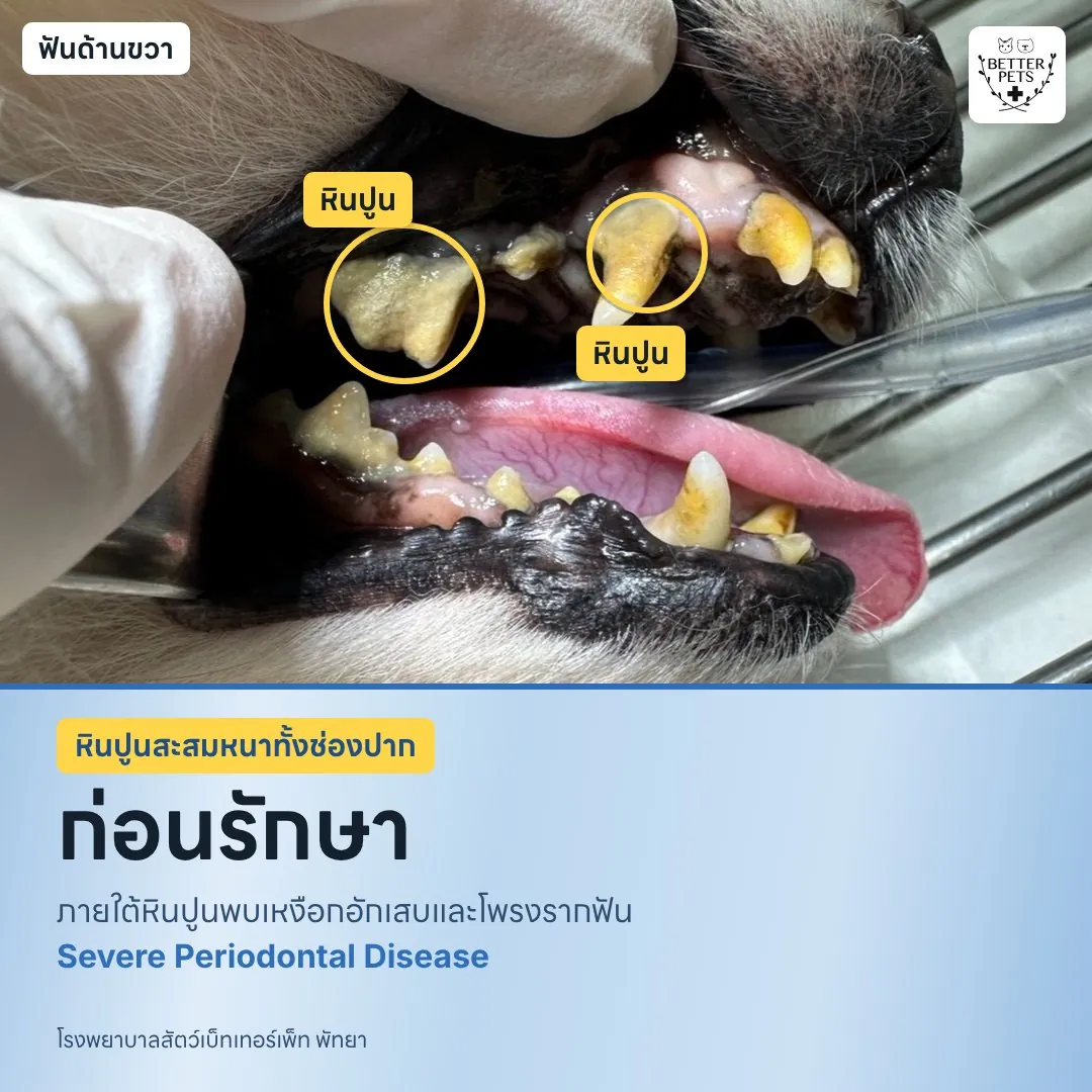 สุนัขปอมมีเลือดออกจมูก ด้านขวา ก่อนรักษา
