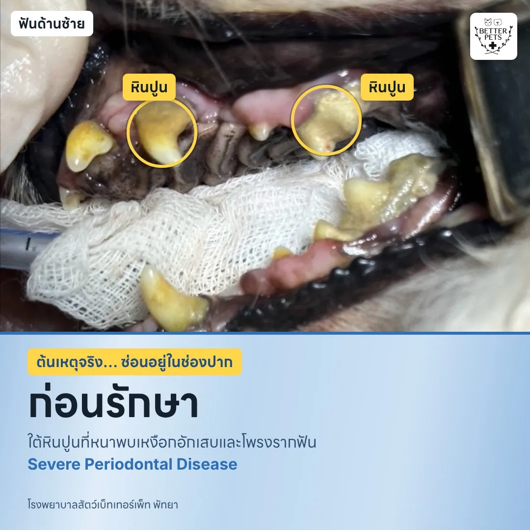 สุนัขปอมมีเลือดออกจมูก ด้านซ้าย ก่อนรักษา