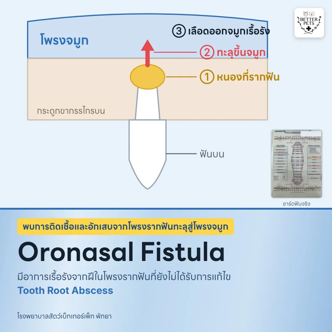 ภาพอธิบายรากฟันอักเสบทะลุเข้าโพรงจมูกสุนัข