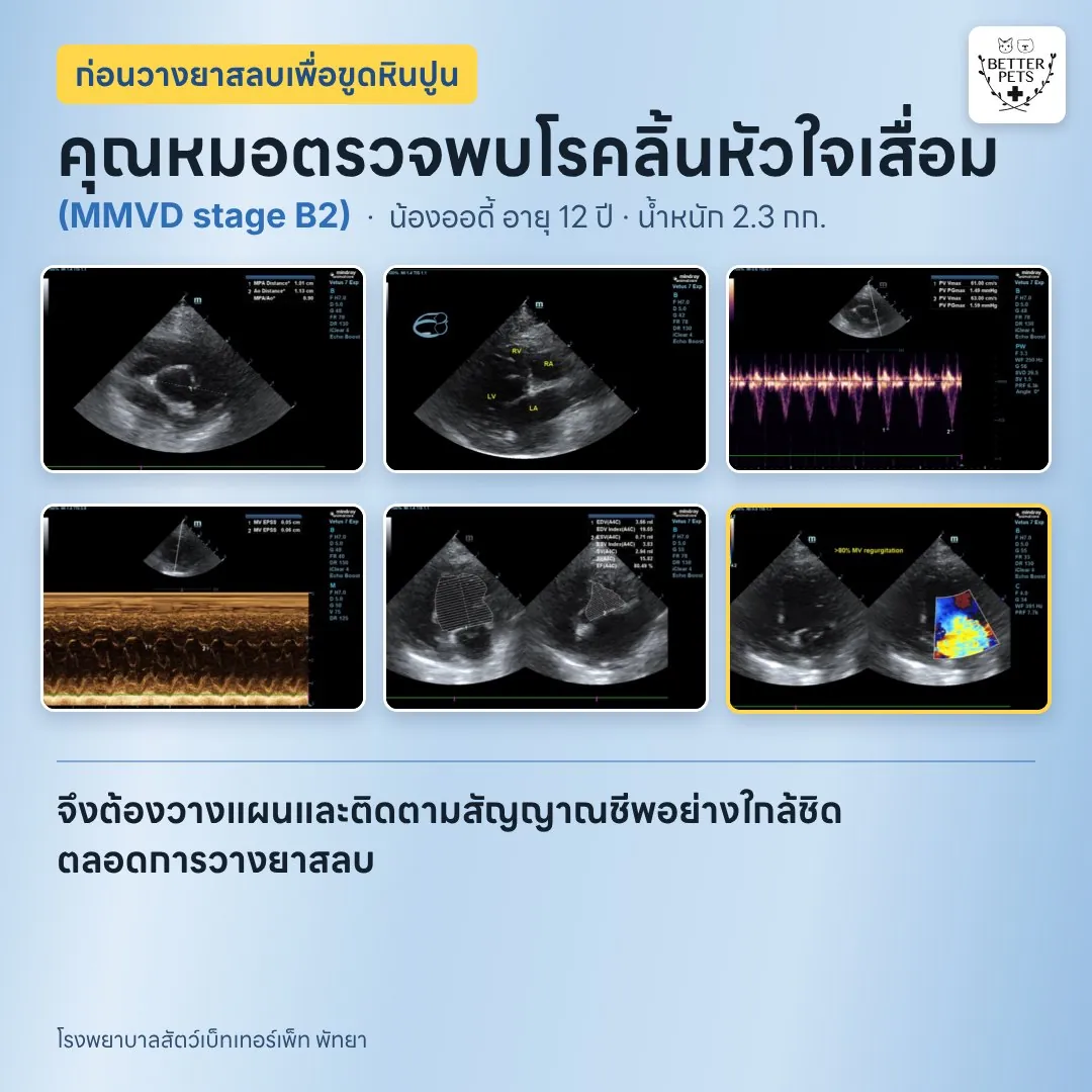 ตรวจเอคโค่หัวใจสุนัขก่อนวางยาสลบ