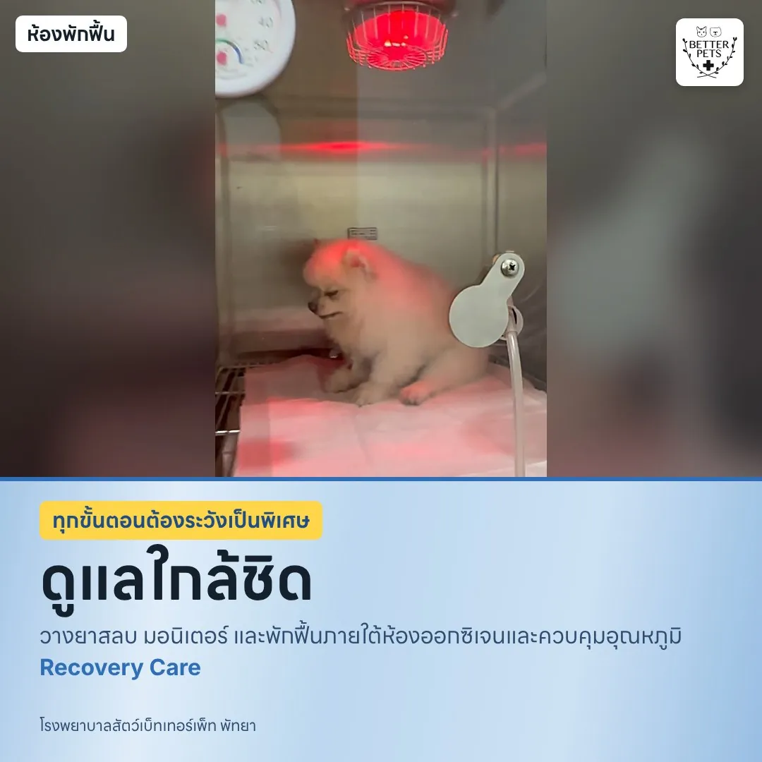 ทีมหมอและพยาบาลดูแลน้องออดี้หลังทำฟัน