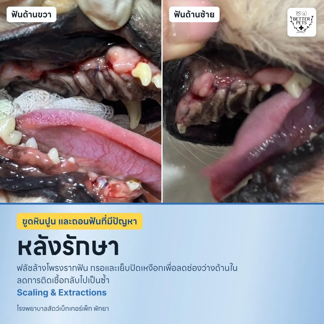 น้องออดี้หลังรักษา ไม่จามเป็นเลือดแล้ว