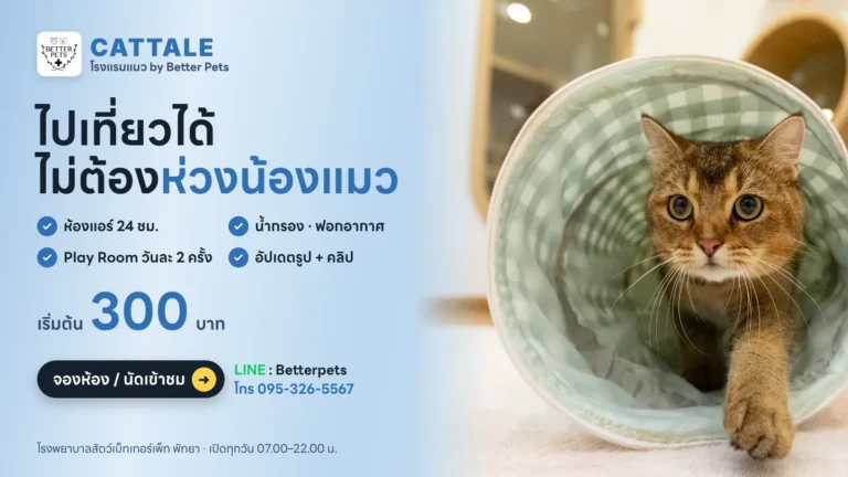 โรงแรมแมว CATTALE ที่โรงพยาบาลสัตว์ Better Pets พัทยา