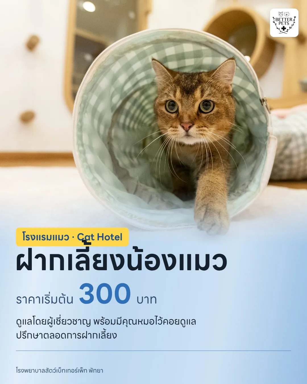 น้องแมวที่มาใช้บริการโรงแรมแมว CATTALE