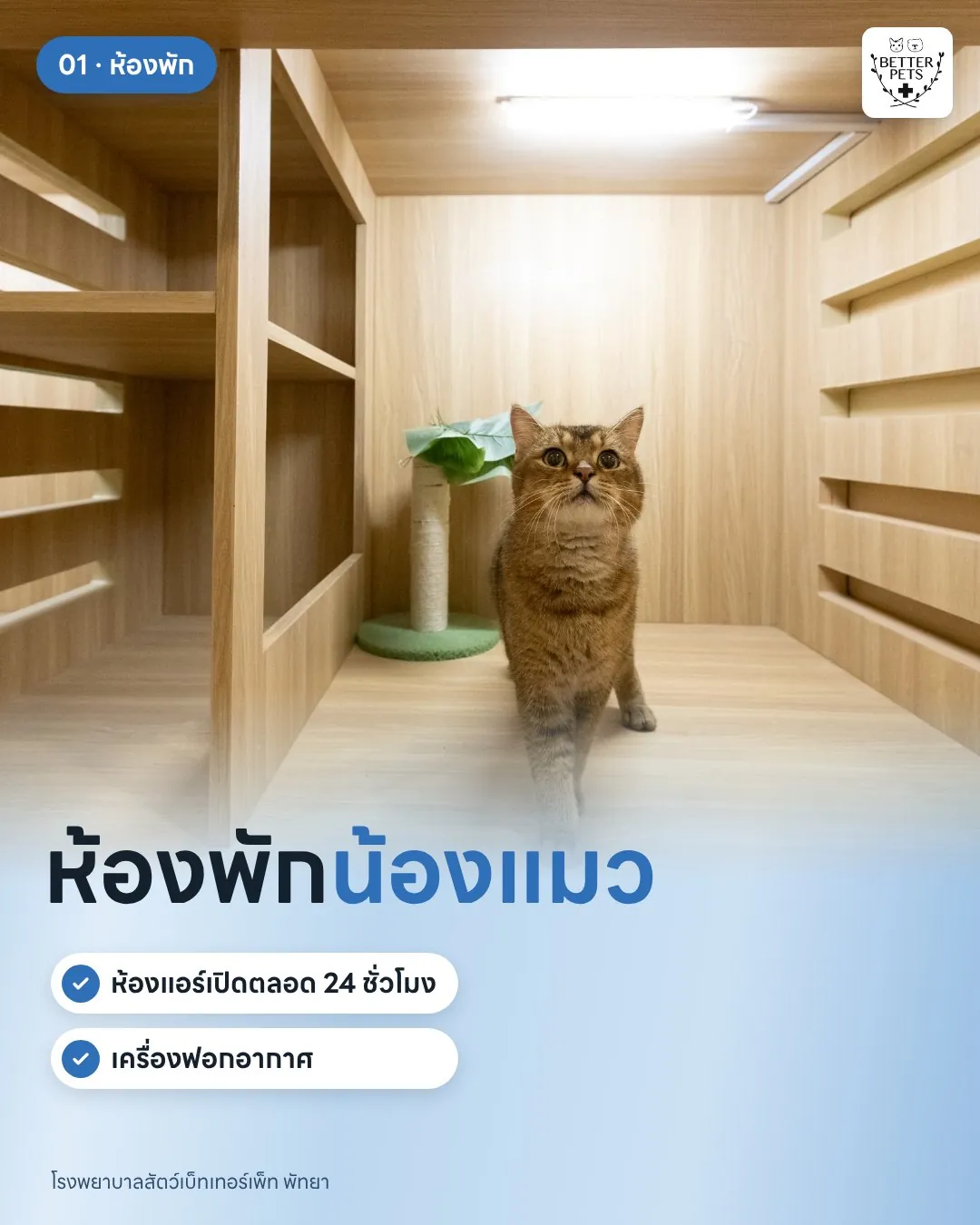 ห้องพักแมวในโรงแรมแมว CATTALE พัทยา