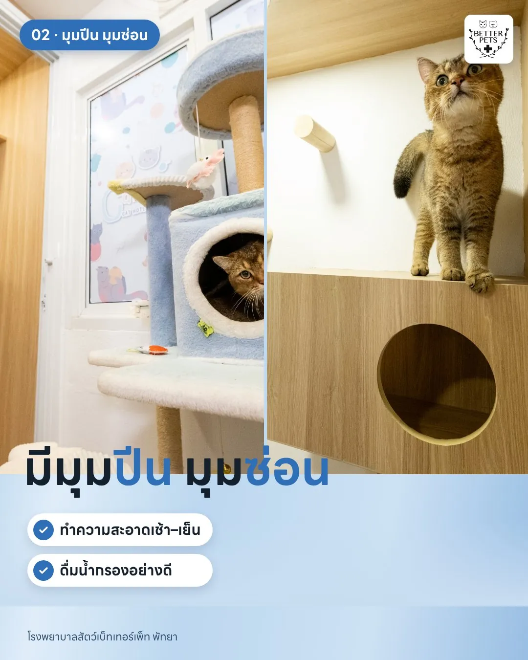 น้องแมวปีนเล่นในห้องพักโรงแรมแมว