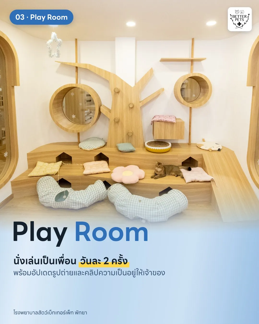 ห้อง Play Room สำหรับแมวที่ฝากเลี้ยง