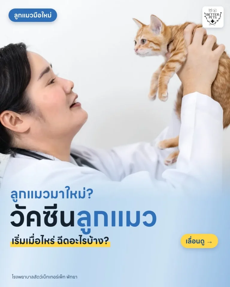 ลูกแมวมาฉีดวัคซีนที่โรงพยาบาลสัตว์ Better Pets พัทยา