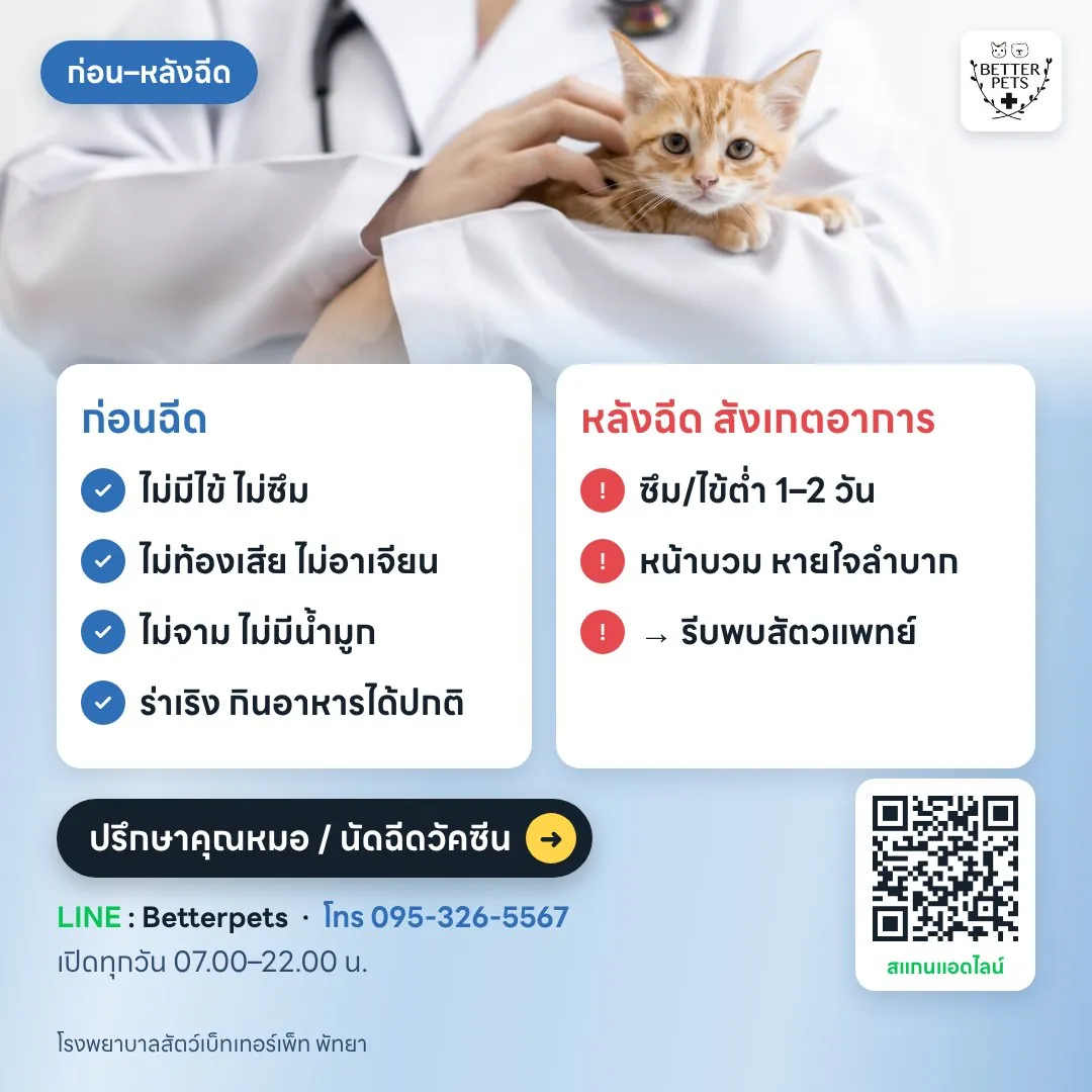 ข้อควรเช็กก่อนและหลังฉีดวัคซีนลูกแมว