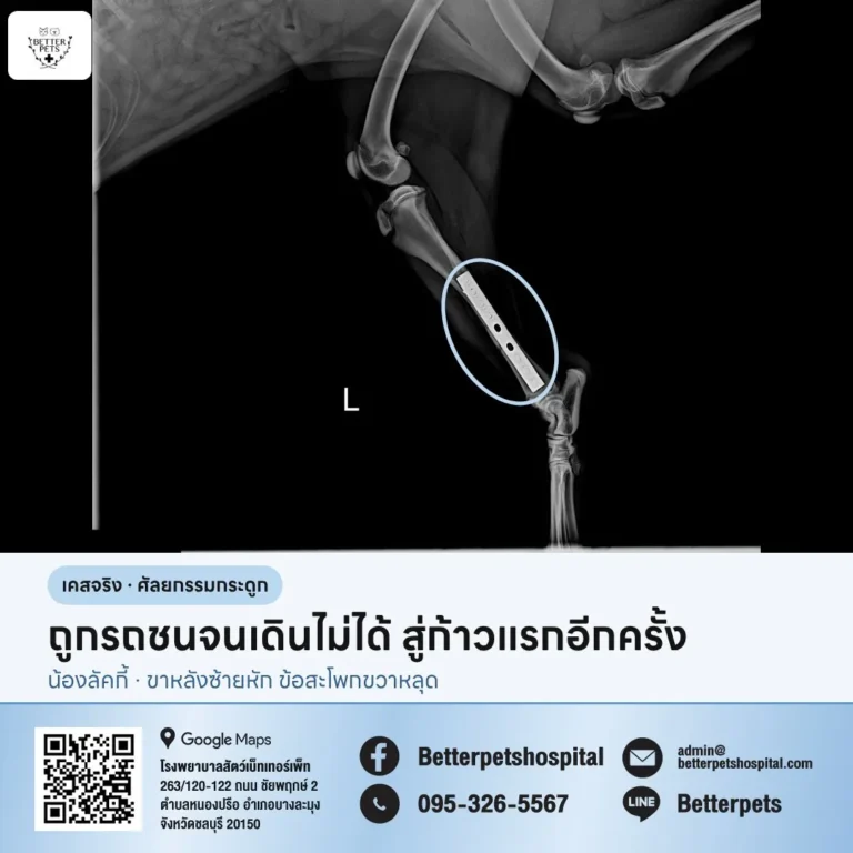 เอ็กซเรย์ขาหลังสุนัขหลังผ่าตัดใส่เพลท เคสน้องลัคกี้