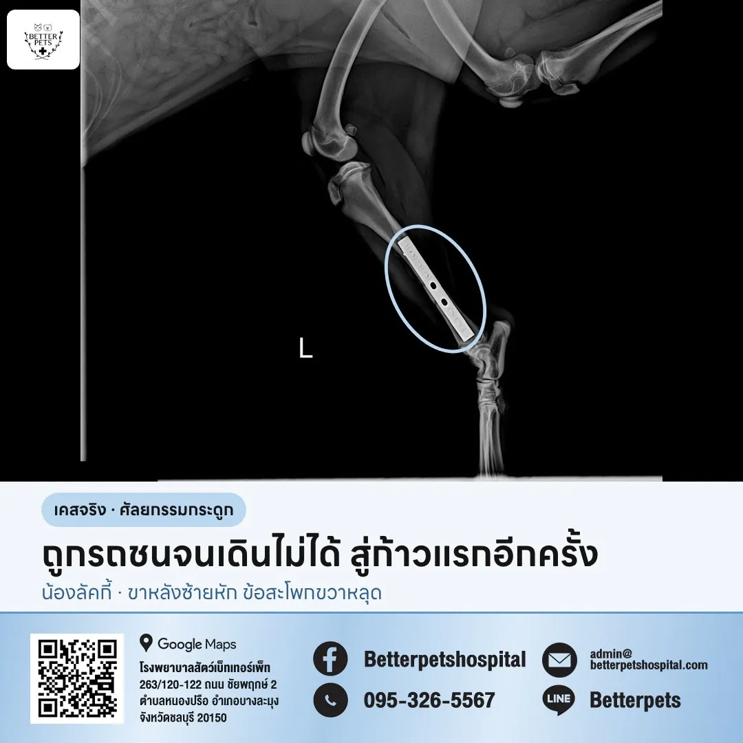 เอ็กซเรย์ขาหลังสุนัขหลังผ่าตัดใส่เพลท เคสน้องลัคกี้