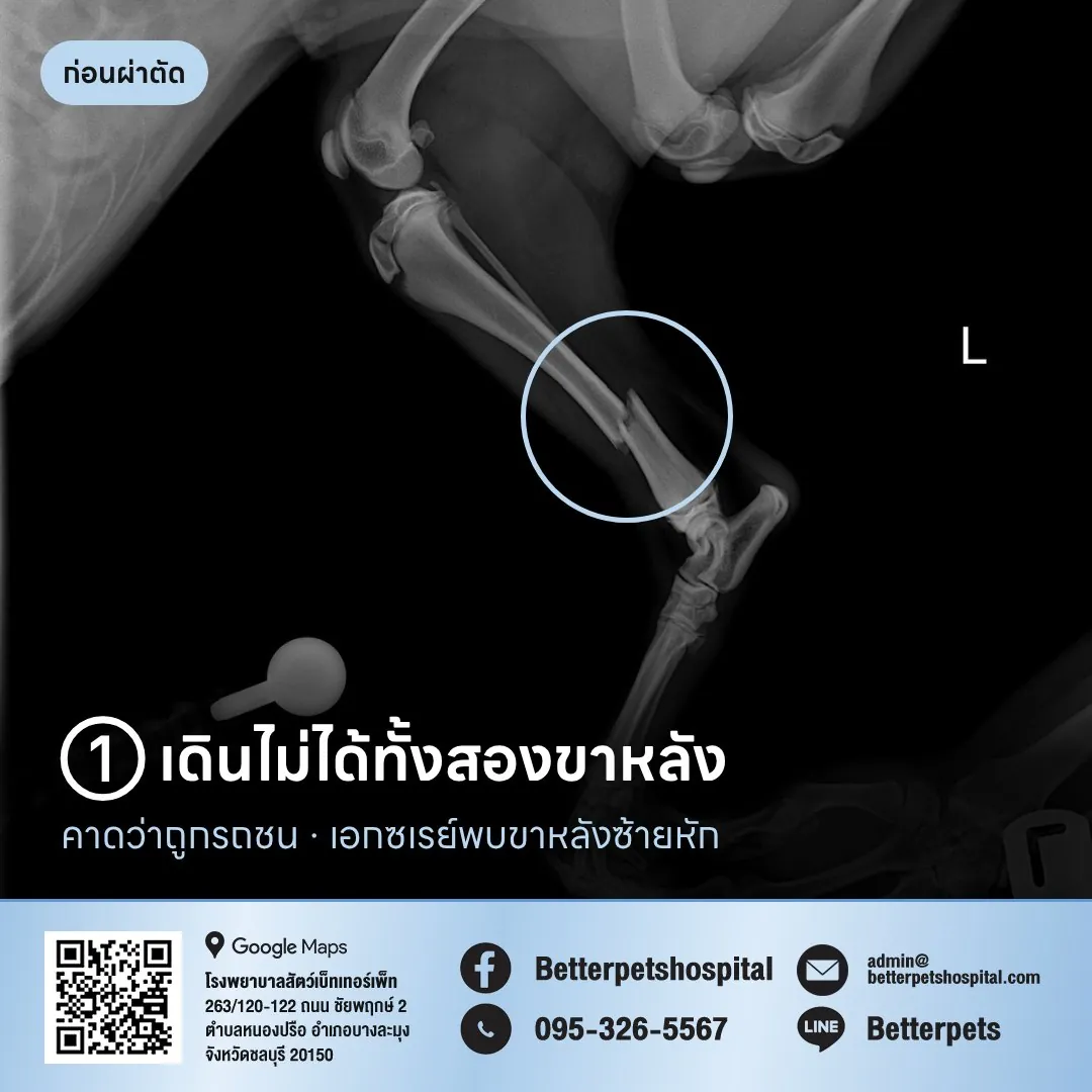 เอ็กซเรย์ขาหลังซ้ายสุนัขหัก ก่อนผ่าตัด