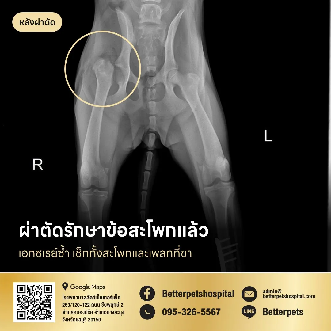 เอ็กซเรย์ข้อสะโพกสุนัขหลังผ่าตัดรักษา