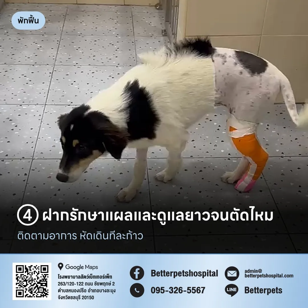 น้องลัคกี้พักฟื้นหลังผ่าตัดขา
