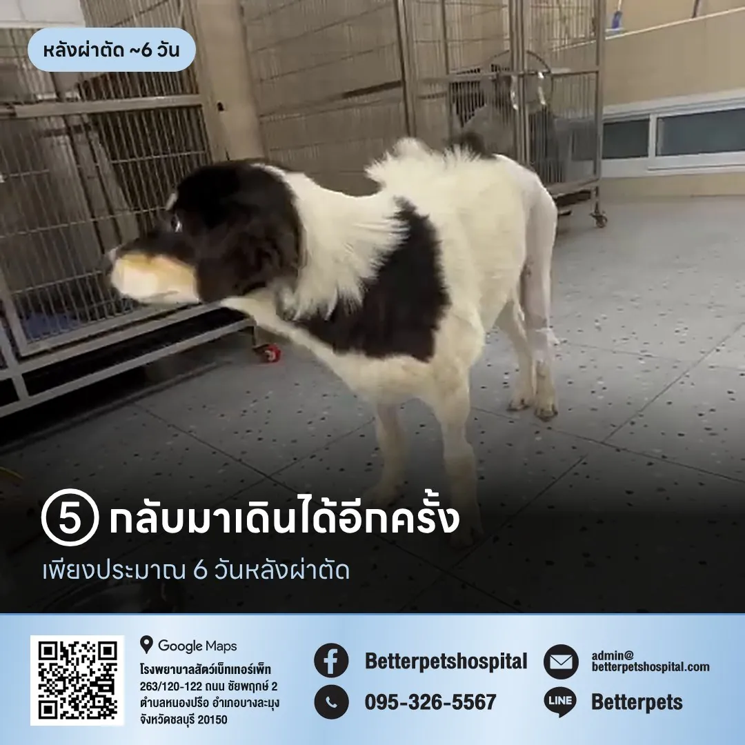 น้องลัคกี้กลับมาเดินได้ 6 วันหลังผ่าตัด