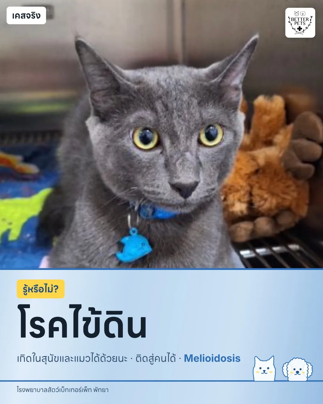 น้อง Miko แมวพันธุ์โคราช ผู้ป่วยโรคไข้ดิน Melioidosis