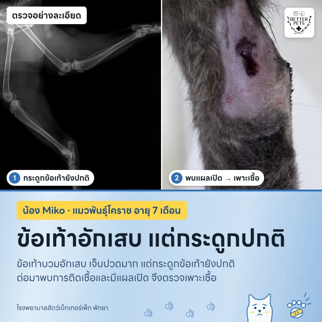 แมวโคราชเดินกะเผลก ข้อเท้าหลังบวมอักเสบ