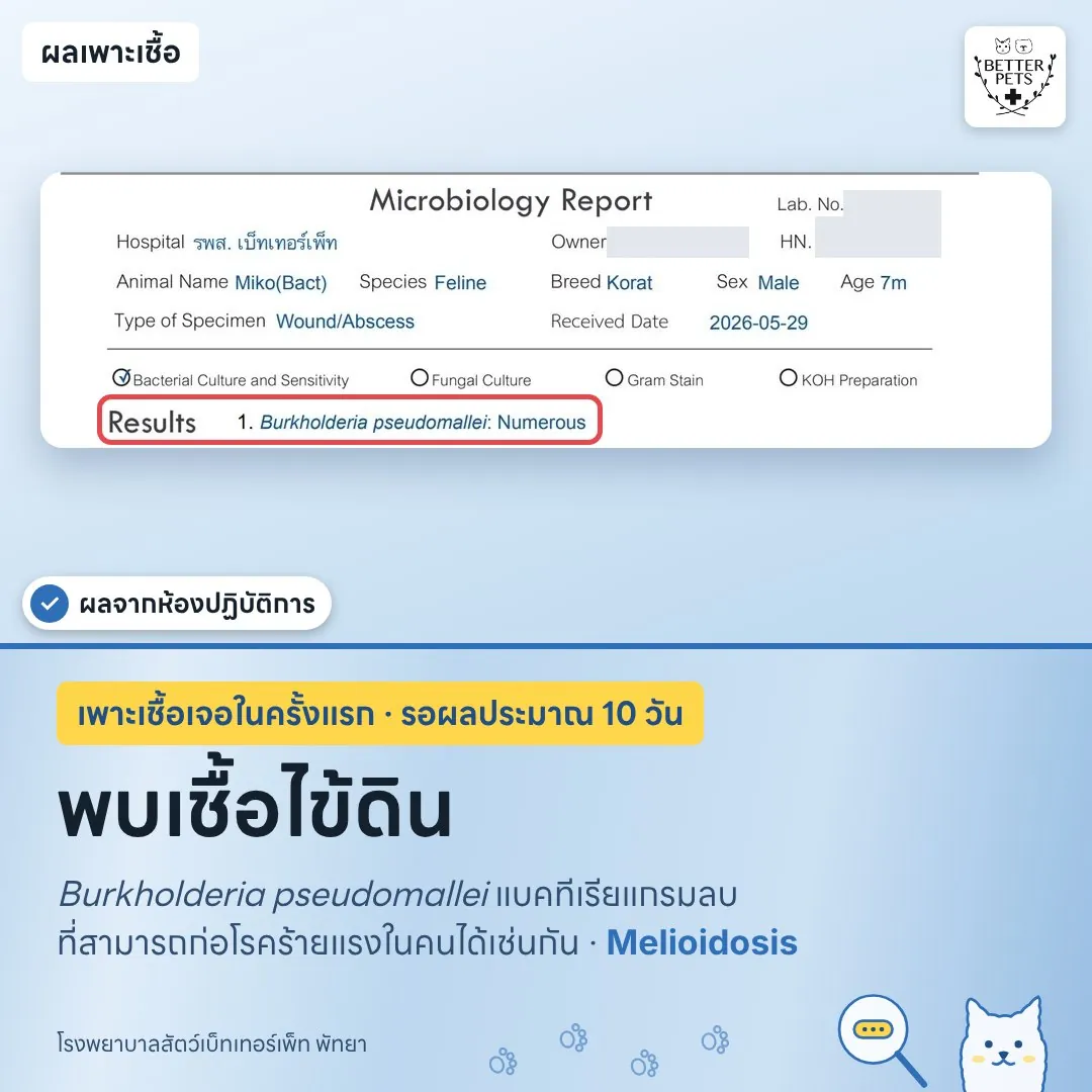 ผลเพาะเชื้อพบ Burkholderia pseudomallei เชื้อโรคไข้ดิน