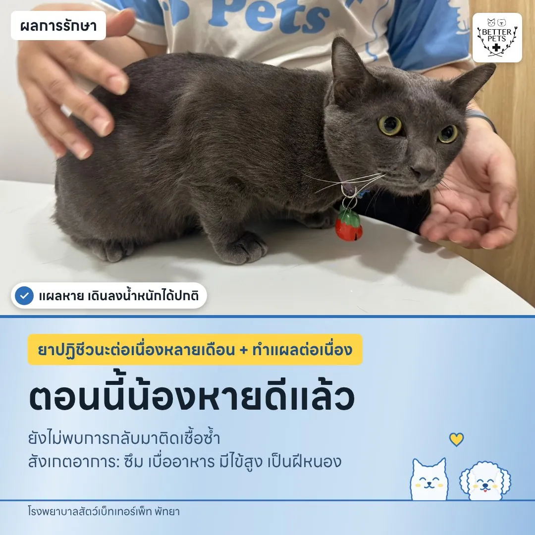 น้อง Miko หายจากโรคไข้ดิน เดินได้ปกติ