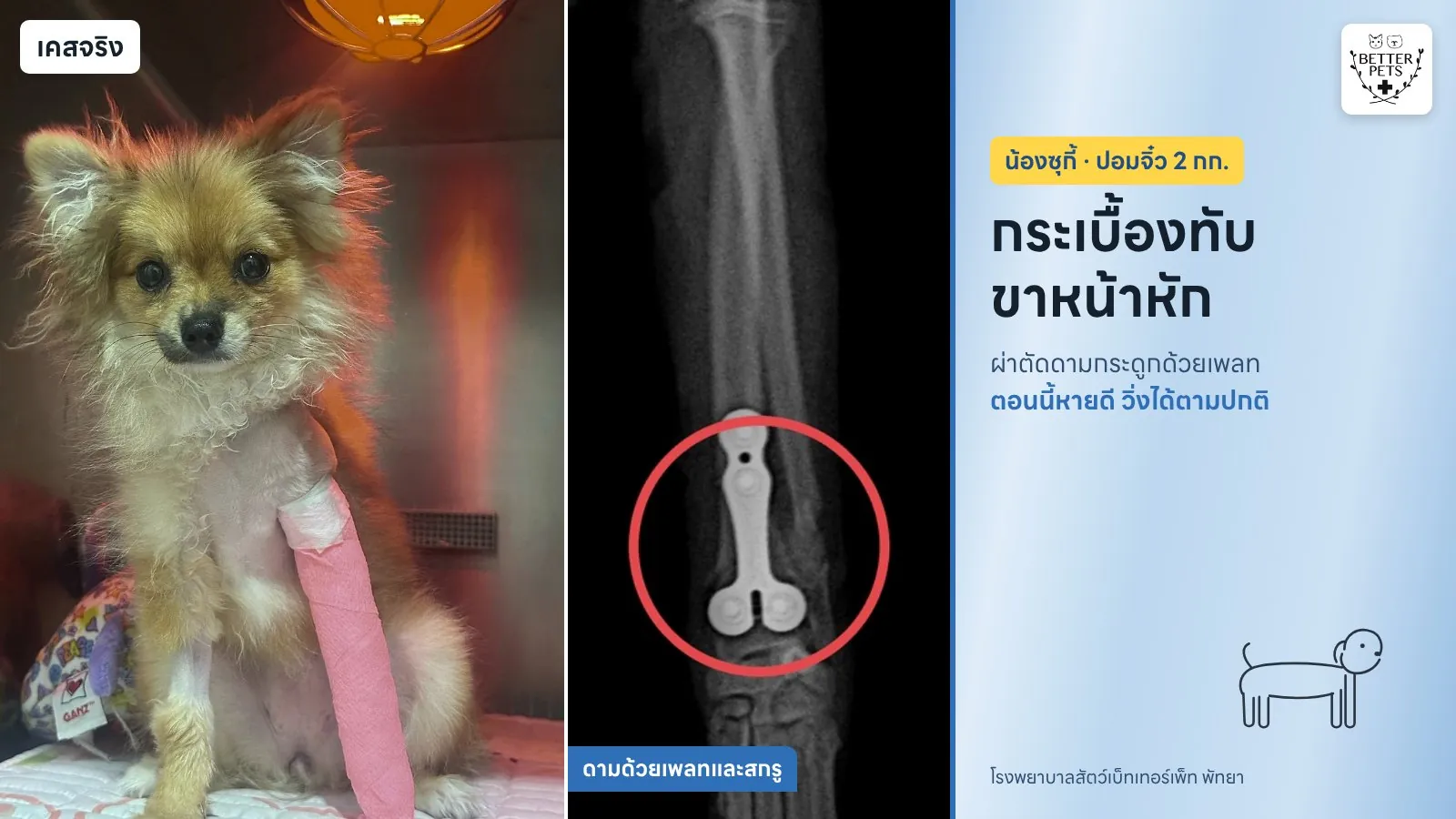 Suki the Pomeranian after front leg surgery at Better Pets Pattaya