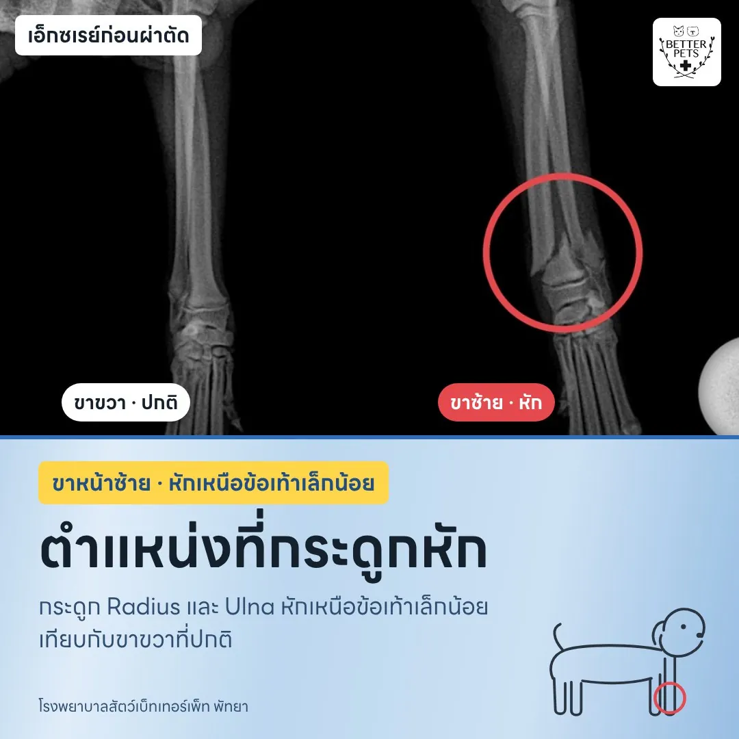 X-ray of a dog's broken radius and ulna in the front leg