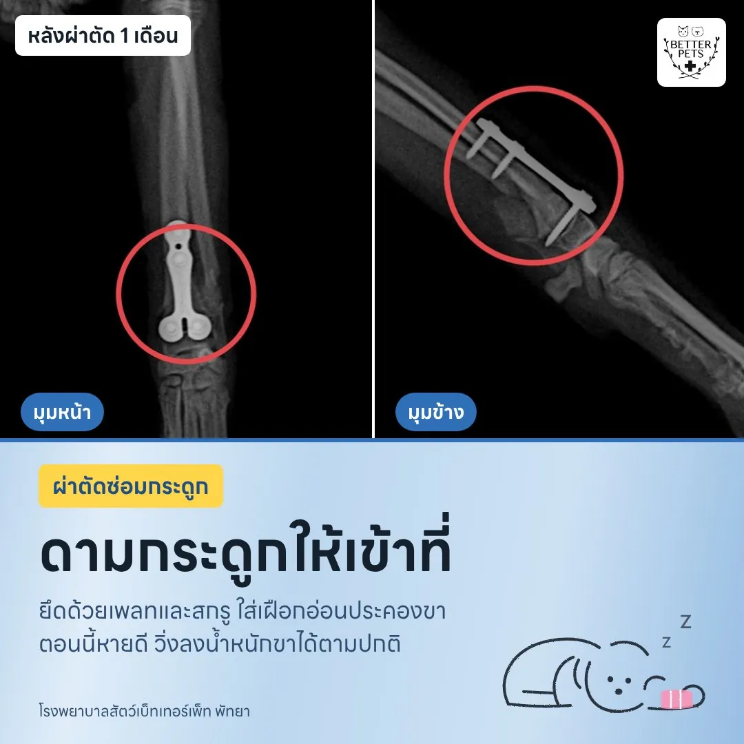 X-ray of a dog's front leg one month after plate surgery