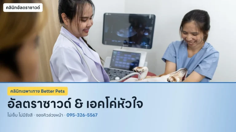 คุณหมอตรวจอัลตราซาวด์สุนัขที่ Better Pets พัทยา