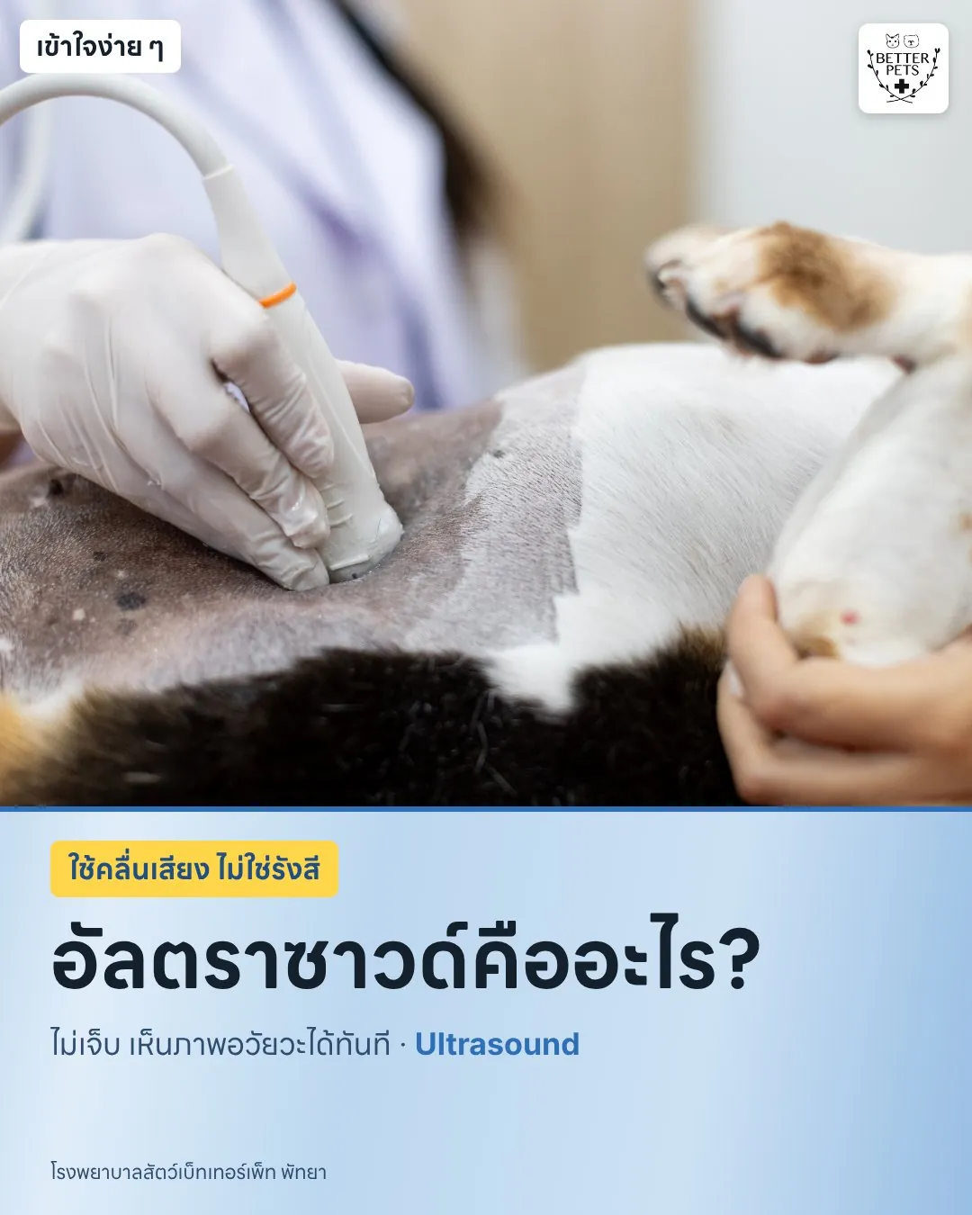 Ultrasound probe on a dog's abdomen