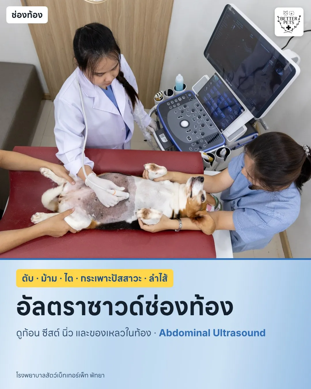 Abdominal ultrasound of a dog checking the liver, kidneys and bladder
