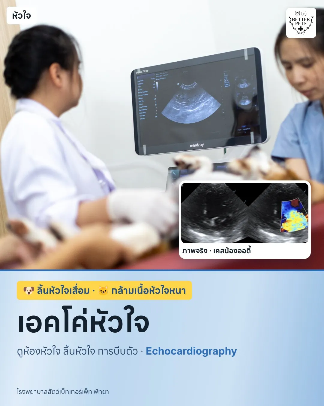Echocardiogram of a dog checking the heart valves and contraction