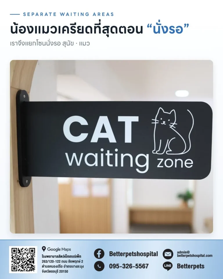 ป้าย Cat waiting zone ที่โรงพยาบาลสัตว์ Better Pets พัทยา