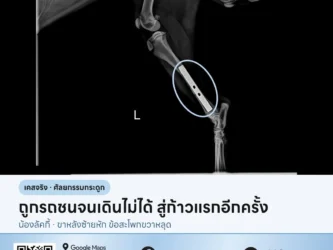 เอ็กซเรย์ขาหลังสุนัขหลังผ่าตัดใส่เพลท เคสน้องลัคกี้