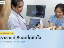 คุณหมอตรวจอัลตราซาวด์สุนัขที่ Better Pets พัทยา